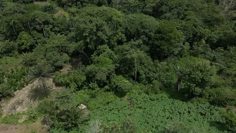 West Africa, pan up from forest to fields and hills Stock Footage 288346833
