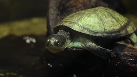 West African Mud Turtle (Pelusios castaneus) by the water - closeup Stock Footage 249662138