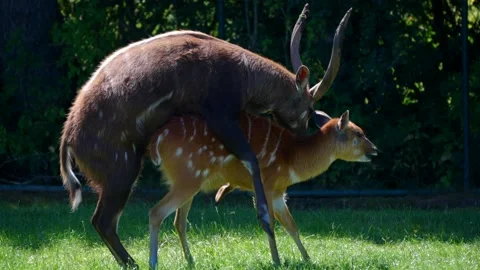 West African Sitatunga Mating, 4K Cinematic Wildlife Stock Footage 201293136