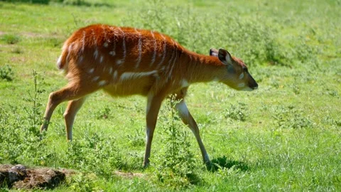 West African Sitatunga Walking, 4K Cinematic Wildlife Stock Footage 201293090