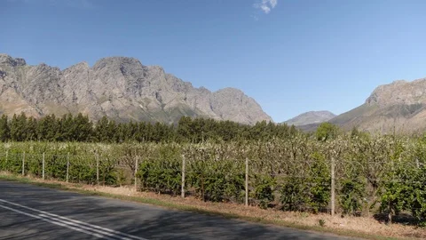 West cape vineyard in 4K Vídeo Stock 127297430