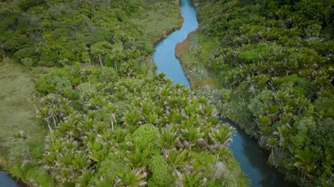 West coast native forest and bush, Anawhata beach, New Zealand Stock-Footage 195132503