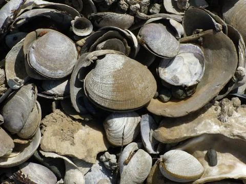 West Coast Seashells Foto stock