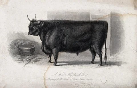 A West Highland ox. Etching by H. Beckwith, ca 1844, after W.H. Davis. 스톡 일러스트