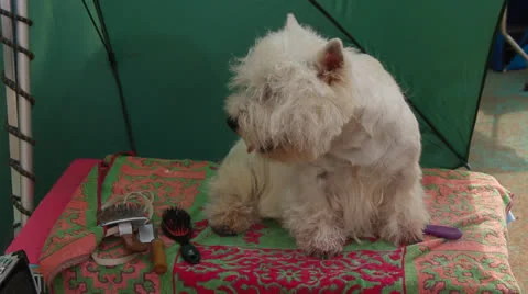 West Highland Terrier Stock Footage 27185294