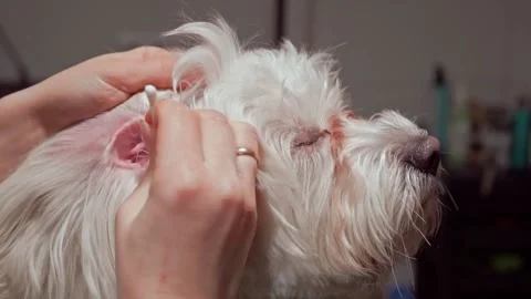 The West Highland Terrier is getting ready for his grooming Stock Footage 232054959