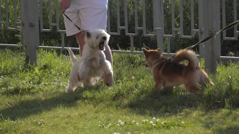West highland white terrier and Shiba Inu bark at each other. Stock Footage