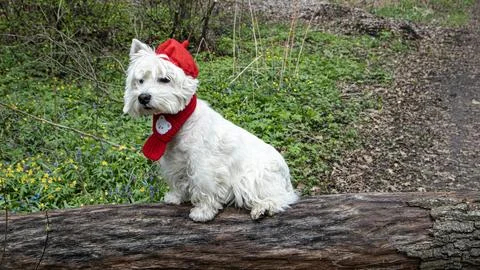 West Highland White Terrier with red beret and scarf sits on log in spring .. Stock-Fotos