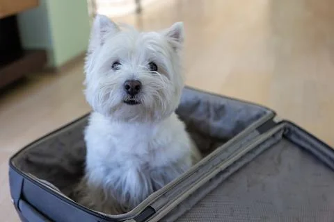 West Highland White Terrier sits in a travel bag. A white dog in a suitcase Stock Photos