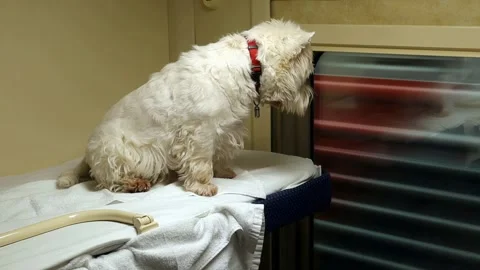 West Highland White Terrier in train 스톡 동영상 337361019
