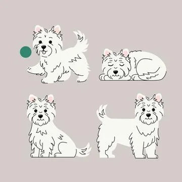West Highland White Terrier Vector Illustration Four Poses of a Cute Westie Dog Stock Illustration