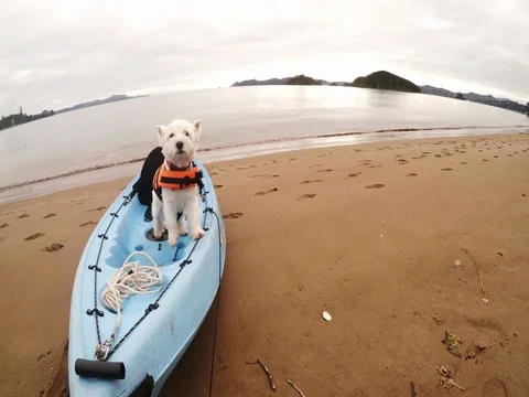 West highland white terrier westie dog on kayak in Bay of Islands New Zealand NZ Stock Footage