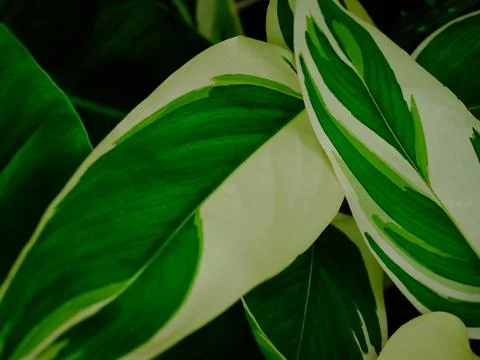 West Indian arrowroot for background. Stock Photos
