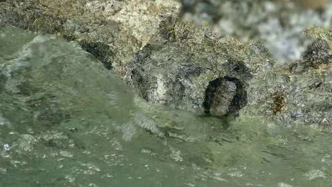 West Indian fuzzy chiton (Acanthopleura granulata, Polyplacophora) Stock Footage
