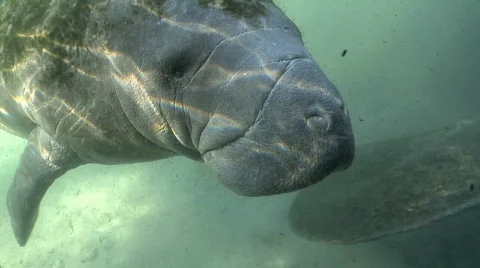 West Indian Manatee Close Up Stock Footage 830996