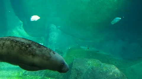 West Indian Manatee Stock Footage 67602181