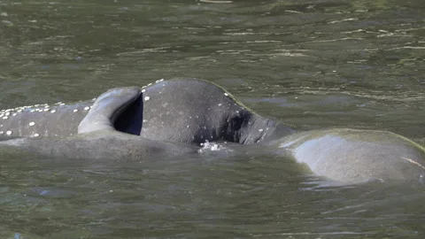 West Indian Manatees Mating Stock Footage 245660991