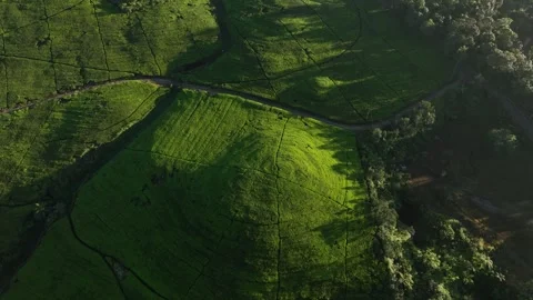West Java Ciwidey Tea Gardens from Drone Video stock 314094667