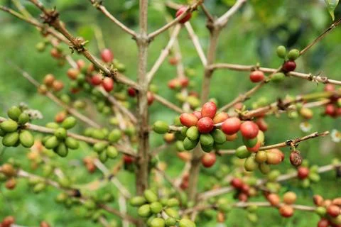 West Java Coffee Beries Stock-Fotos