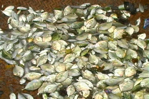 West Java Fish 24 Vídeos de archivo 612172