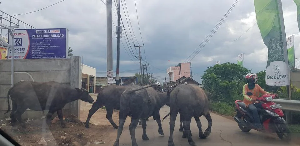 West Java, Indonesia in July 2018. A herd of buffalo crosses a road while a c Stock Photos