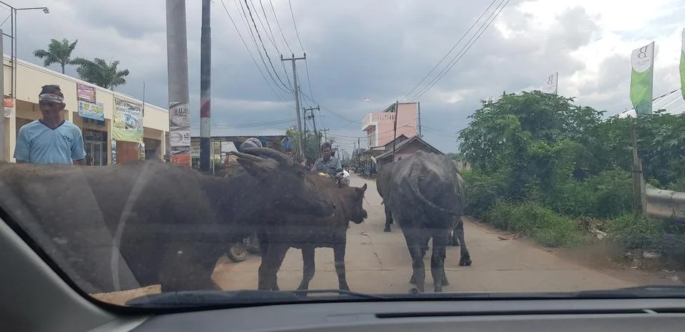 West Java, Indonesia in July 2018. A herd of buffalo crosses a road while a c Stock Photos