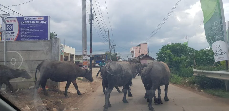 West Java, Indonesia in July 2018. A herd of buffalo crosses a road while a c Stock Photos
