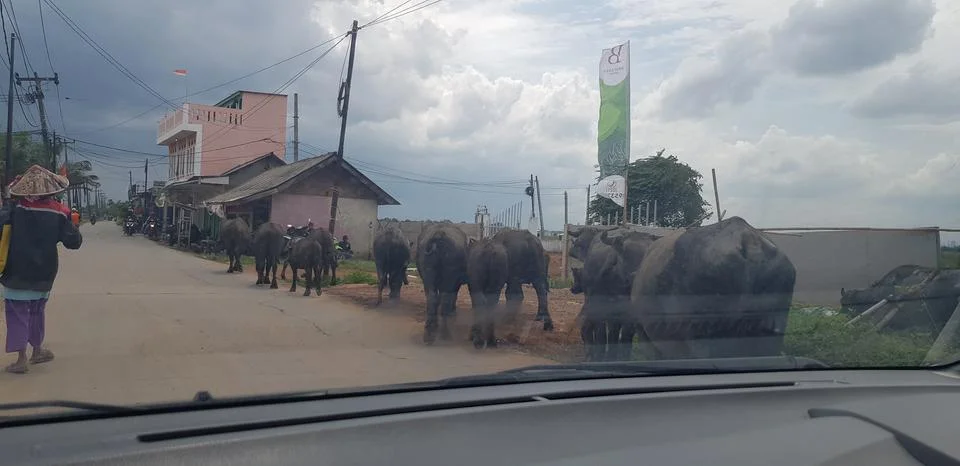 West Java, Indonesia in July 2018. A herd of buffalo crosses a road while a c Stock-Fotos