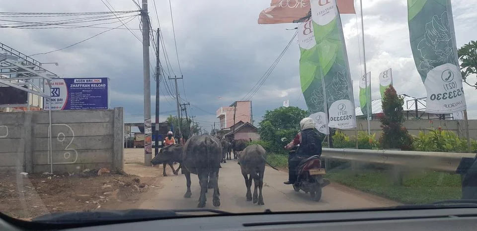 West Java, Indonesia in July 2018. A herd of buffalo crosses a road while a c Stock Photos
