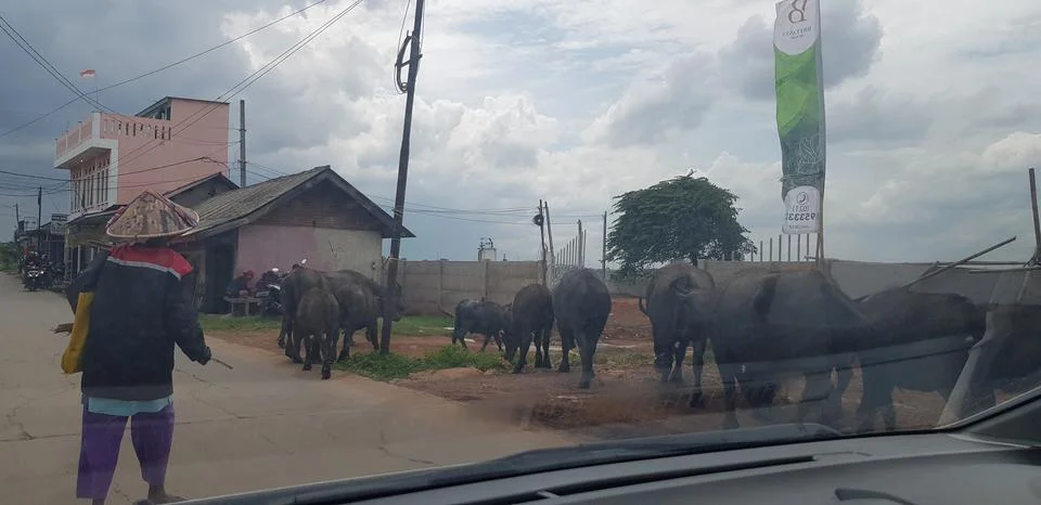 West Java, Indonesia in July 2018. A herd of buffalo crosses a road while a c Stock Photos