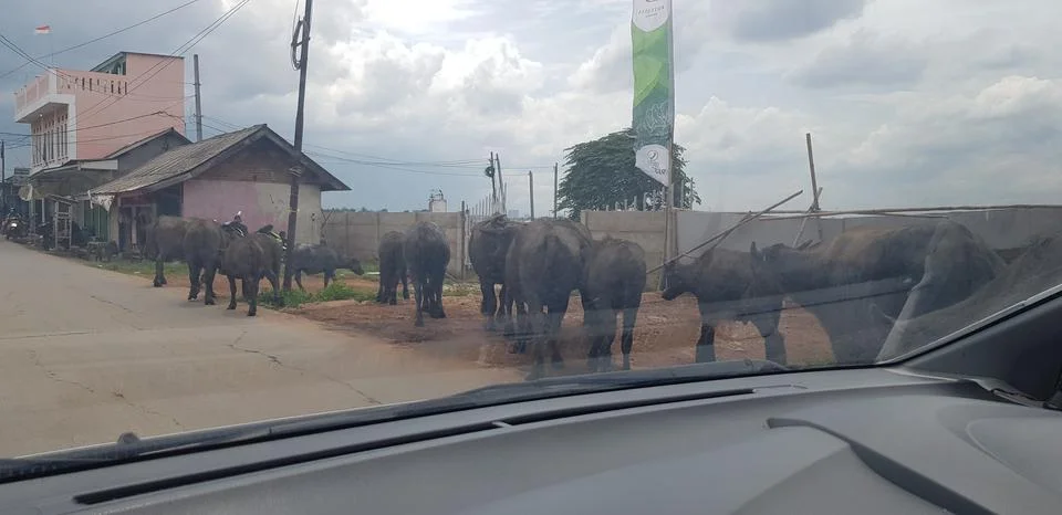West Java, Indonesia in July 2018. A herd of buffalo crosses a road while a c Stock Photos