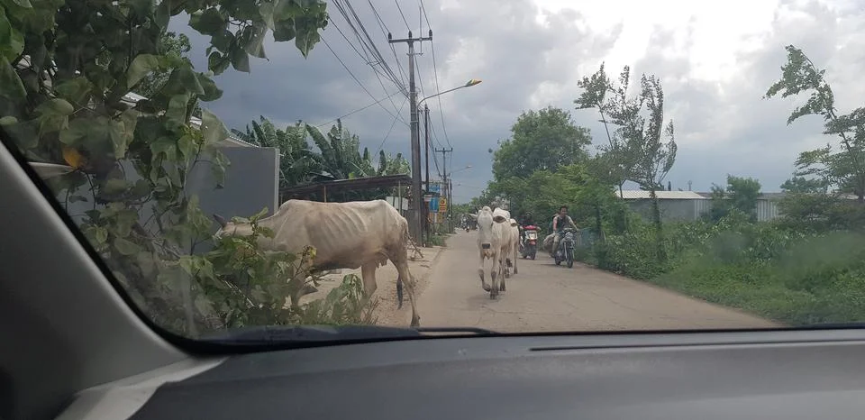 West Java, Indonesia in July 2018. A herd of buffalo crosses a road while a c Stock Photos