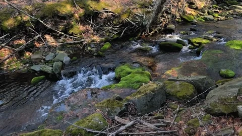 West Kill Creek Stream: Rushing Water Over Green Mossy Rocks 4K Video stock 333475874