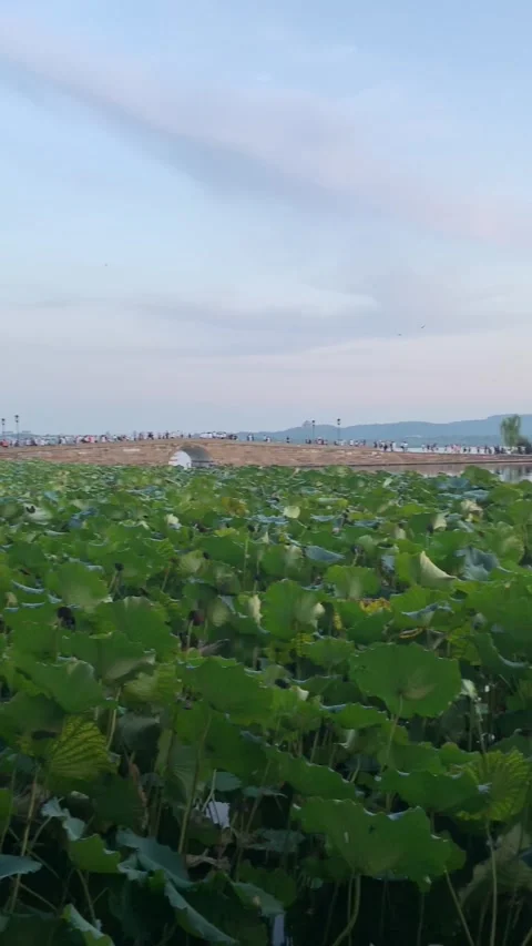West lake in Hangzhou Video stock 341362065