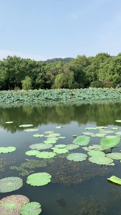 West lake in Hangzhou Video stock 341362096