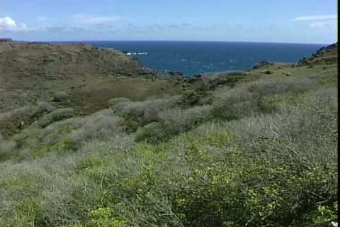 West Maui Brush Видео 821059