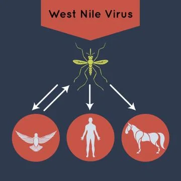 West Nile Virus vector icon illustration Stock Illustration