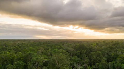 West papua jungle Stock Footage 248482248