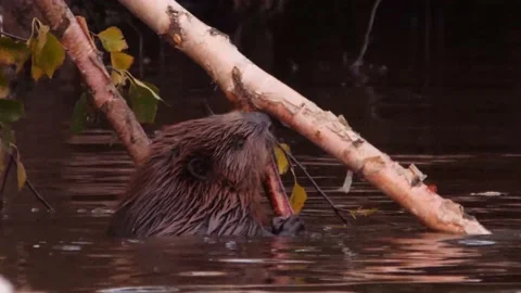 West siberian beaver eats a tree in the river. Castor fiber pohlei Stock Footage 168497514