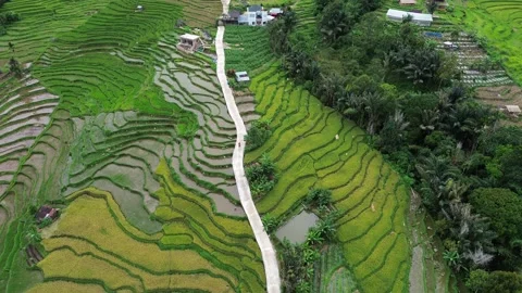 West Sumatra's rice fields 動画素材 258329801