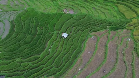 West Sumatra's rice fields Stock-Footage 258329962