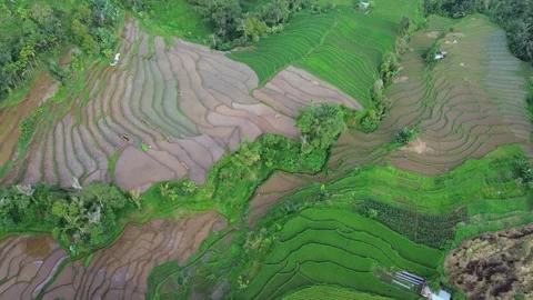 West Sumatra's rice fields Stock-Footage 258331208