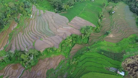 West Sumatra's rice fields Stock-Footage 258331397