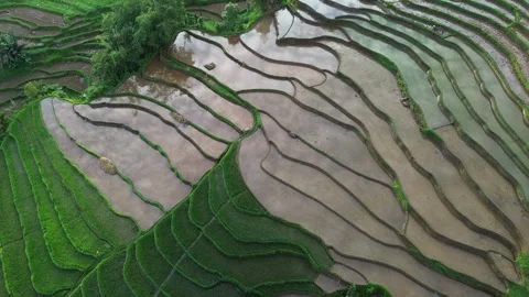 West Sumatra's rice fields 動画素材 258331964