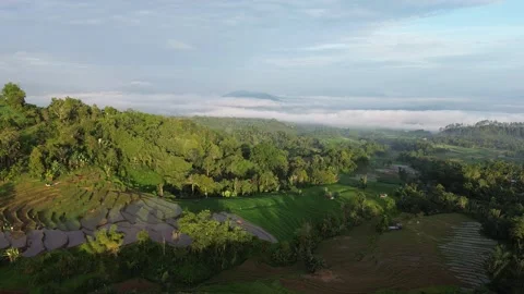 West Sumatra's rice fields 動画素材 258332371