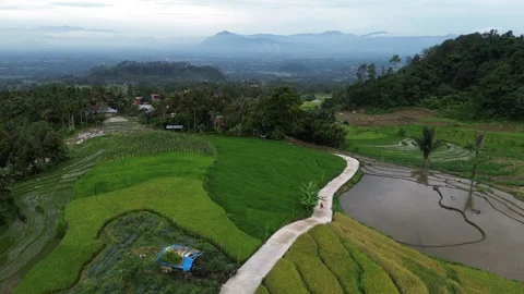 West Sumatra's rice fields 動画素材 258332532