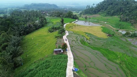 West Sumatra's rice fields Stock-Footage 258332975