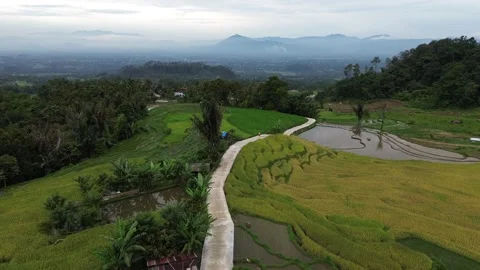 West Sumatra's rice fields Stock-Footage 258333052