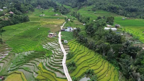 West Sumatra's rice fields Stock-Footage 258333227