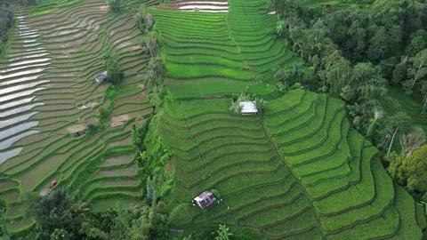 West Sumatra's rice fields 動画素材 258333774